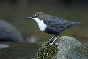 Song Bird Prints: Dipper male in a mountain river before the sun rises in the mating season waiting for the female