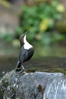 Song Bird Prints: Dipper male in a mountain river before the sun rises in the mating season waiting for the female