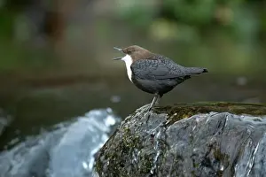 Song Bird Prints: Dipper male in a mountain river before the sun rises in the mating season waiting for the female