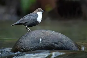 Song Bird Prints: Dipper male in a mountain river before the sun rises in the mating season waiting for the female