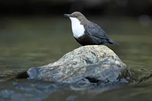 Song Bird Prints: Dipper male in a mountain river before the sun rises in the mating season waiting for the female