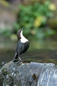 Song Bird Prints: Dipper male in a mountain river before the sun rises in the mating season waiting for the female