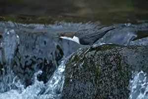 Song Bird Prints: Dipper male in a mountain river before the sun rises in the mating season waiting for the female