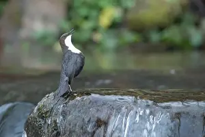Song Bird Prints: Dipper male in a mountain river before the sun rises in the mating season waiting for the female