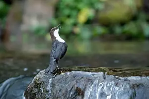 Song Bird Prints: Dipper male in a mountain river before the sun rises in the mating season waiting for the female