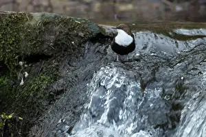Song Bird Prints: Dipper male in a mountain river before the sun rises in the mating season waiting for the female