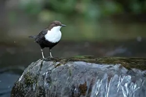 Song Bird Prints: Dipper male in a mountain river before the sun rises in the mating season waiting for the female