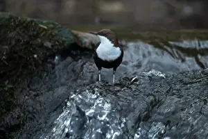 Song Bird Prints: Dipper male in a mountain river before the sun rises in the mating season waiting for the female