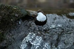 Song Bird Prints: Dipper male in a mountain river before the sun rises in the mating season waiting for the female
