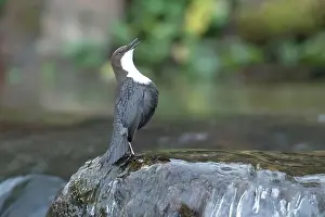 Song Bird Prints: Dipper male in a mountain river before the sun rises in the mating season waiting for the female