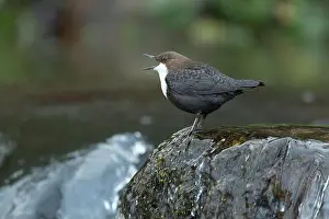 Song Bird Prints: Dipper male in a mountain river before the sun rises in the mating season waiting for the female