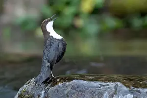 Song Bird Prints: Dipper male in a mountain river before the sun rises in the mating season waiting for the female