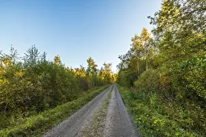 Blue Branch Prints: Dirt road through forest with autumn foliage on both sides under clear blue sky with trees yellow and green