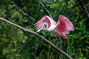 Wetlands Prints: Discovering Florida's unique wildlife observing Roseate Spoonbill in the Everglades National Park
