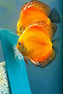 Fresh Water Prints: Discus fish