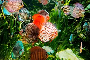 Cichlid Prints: discus fish in aquarium, tropical fish