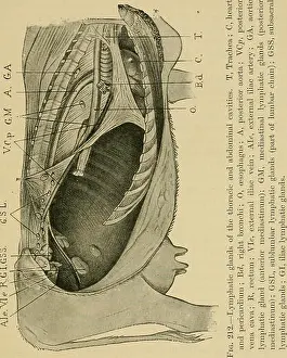 Bookyear1920 Prints: Diseases of cattle, sheep, goats and swine