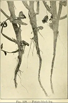 Bookyear1921 Prints: Diseases of economic plants. Plant diseases