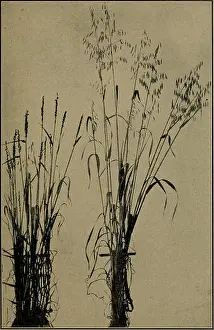 Bookyear1910 Prints: Diseases of economic plants. Plant diseases
