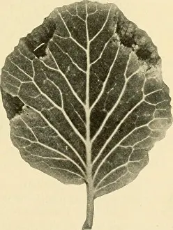 Bookyear1921 Prints: Diseases of economic plants. Plant diseases