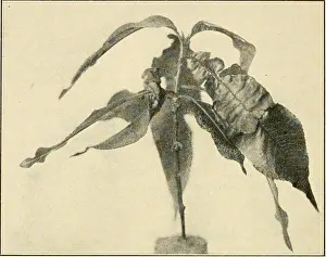 Bookyear1910 Prints: Diseases of economic plants. Plant diseases