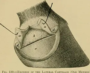 Booksubjecthorses Prints: Diseases of the horse's foot. Hoofs; Horses