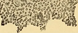 Bookdecade1900 Prints: Diseases of the nervous system