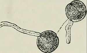 Bookdecade1890 Prints: Diseases of plants induced by cryptogamic parasites; introduction to the study of pathogenic Fungi