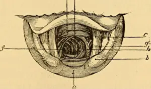 Diseases of the throat and nasal passages; a guide to the diagnosis and treatment of affections of the pharynx