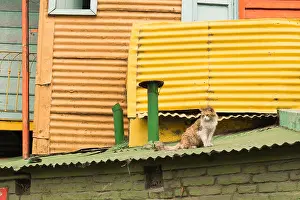 Homeless Prints: A disheveled cat sitting on a roof of an historical tenement house made of corrugated iron and wood in La Boca