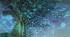 Spreading Prints: Displaying large deciduous tree integrating neon circuit lines against dusky sky