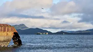 Vancouver Island Prints: A distant tug and barge traveling down an ocean inlet with a rusted hull of an old ship in the foreground