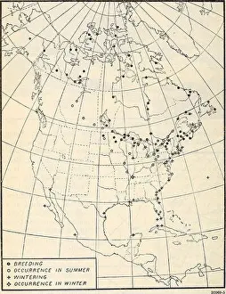 Bookyear1915 Prints: Distribution and migration of North American gulls and their allies