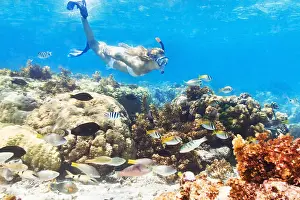 Miami Prints: Diver