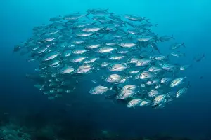 Raja Ampat Prints: Diver almost concealed by a compact school of silver trevally, Raja Ampat, Indonesia
