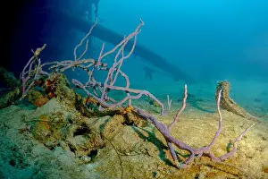 Sunken Prints: Diver exploring the vivid underwater landscape with purple coral formations