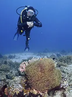 Dives Prints: A diver floats above a coral reef with sea anemones and clownfish