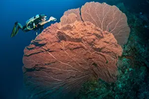 Giant Prints: Diver before giant gorgonian, Sulawesi