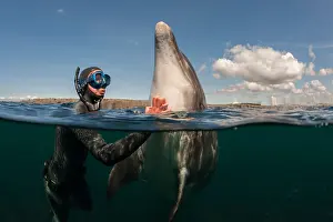Three Quarter Length Prints: Diver scratching dolphin in water