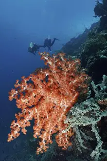 Water Sport Prints: Two divers behind a bright orange-red specimen of Klunzinger's Soft Coral (Dendronephthya klunzingeri)