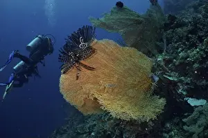 Light Blue Prints: Divers discover large giant fan coral (Annella mollis) with feather star in the underwater world