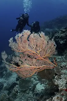 Annella Mollis Prints: Divers explore a large giant fan coral (Annella mollis) in deep blue water