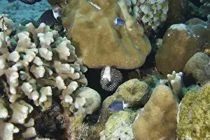 Bony Fishes Prints: Diverse corals, small fish and a pearl moray eel