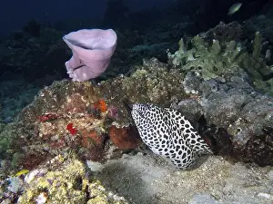 Underwater Scenery Prints: A diverse underwater landscape with corals
