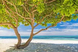 Divi divi tree in artistic view. Fresh green leaves and branches with sea view