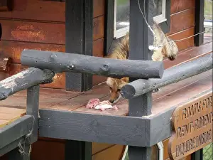 Wolves Prints: Divide, Colorado - August 4, 2024: Colorado Wolf and Wildlife Center in Teller County, CO