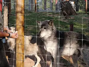 Wolves Prints: Divide, Colorado - August 4, 2024: Colorado Wolf and Wildlife Center in Teller County, CO