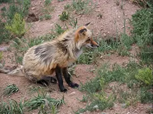 Wolves Prints: Divide, Colorado - August 4, 2024: Colorado Wolf and Wildlife Center in Teller County, CO