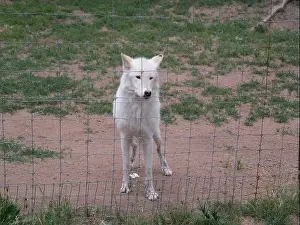 Wolves Prints: Divide, Colorado - August 4, 2024: Colorado Wolf and Wildlife Center in Teller County, CO
