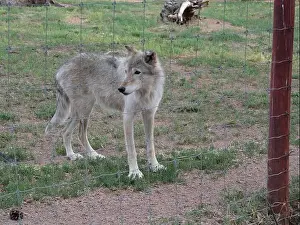 Wolves Prints: Divide, Colorado - August 4, 2024: Colorado Wolf and Wildlife Center in Teller County, CO